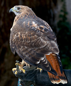 Shasta, Red-Tailed Hawk